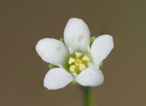 Samolus parviflorus