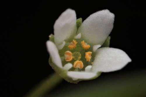 Samolus valerandi (Brookweed) — photo