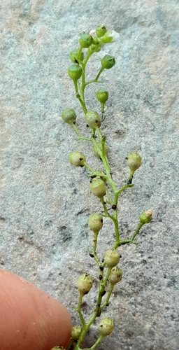 Samolus valerandi (Brookweed) — photo