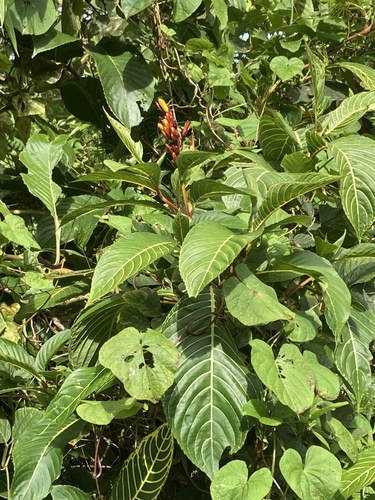 Sanchezia parvibracteata (Small-bracted Sanchezia) — photo