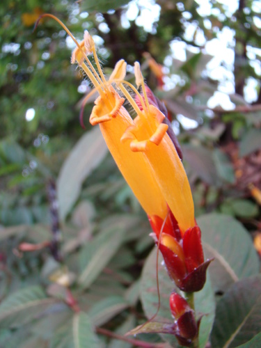 Sanchezia parvibracteata