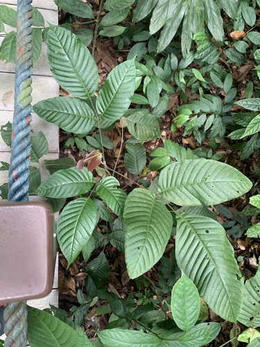 Sandoricum vidalii (Malasantol) — photo