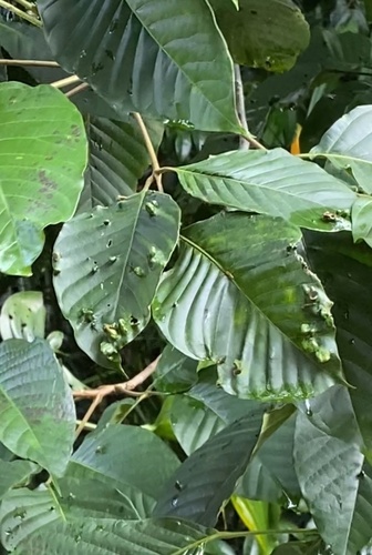Sandoricum vidalii