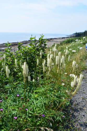 Sanguisorba canadensis (American great burnet) — photo