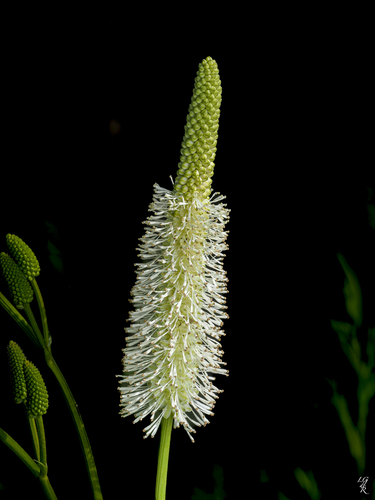Sanguisorba canadensis (American great burnet) — photo