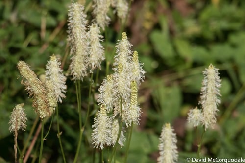 Sanguisorba canadensis