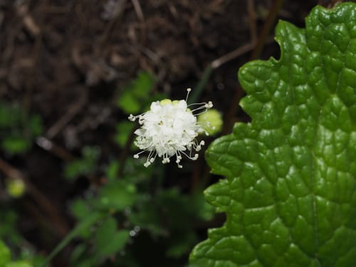 Sanguisorba filiformis — photo