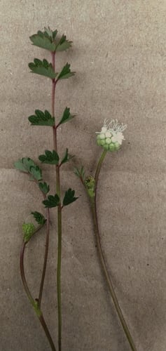 Sanguisorba filiformis