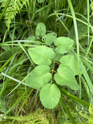 Sanguisorba menziesii (Menzies' Burnet) — photo