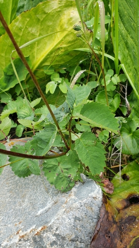 Sanguisorba menziesii (Menzies' Burnet) — photo