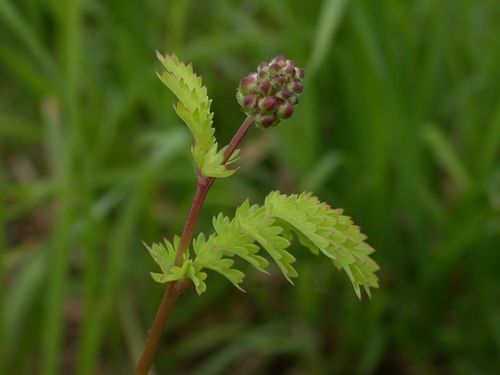 Sanguisorba minor (Burnet) — photo