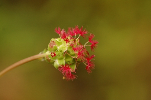 Sanguisorba minor (Burnet) — photo