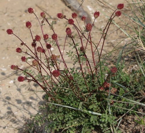 Sanguisorba minor