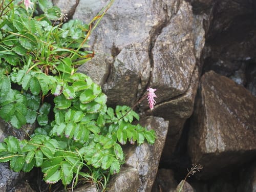 Sanguisorba obtusa (Japanese burnet) — photo