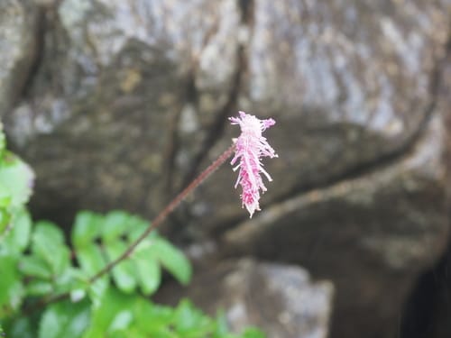 Sanguisorba obtusa (Japanese burnet) — photo