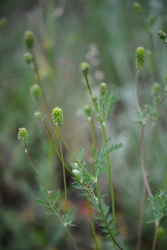 Sanguisorba occidentalis (Annual Burnet) — photo