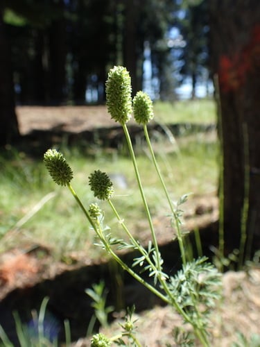 Sanguisorba occidentalis
