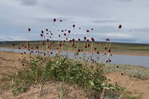 Sanguisorba officinalis (Great Burnet) — photo