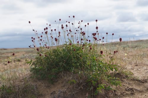 Sanguisorba officinalis (Great Burnet) — photo