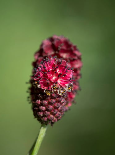 Sanguisorba officinalis