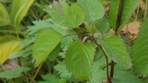 Sanguisorba stipulata (American Burnet) — photo