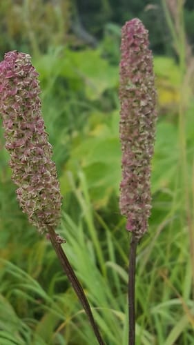Sanguisorba stipulata (American Burnet) — photo