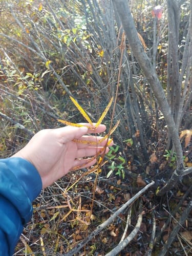 Sanguisorba tenuifolia — photo