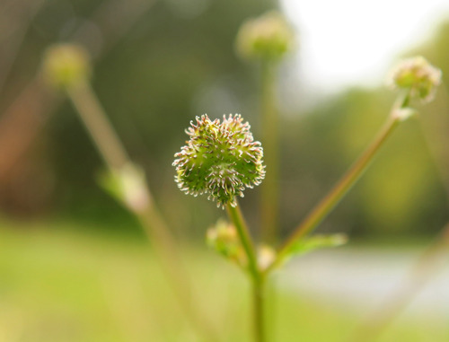 Sanicula bipinnata — photo