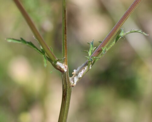 Sanicula bipinnata — photo