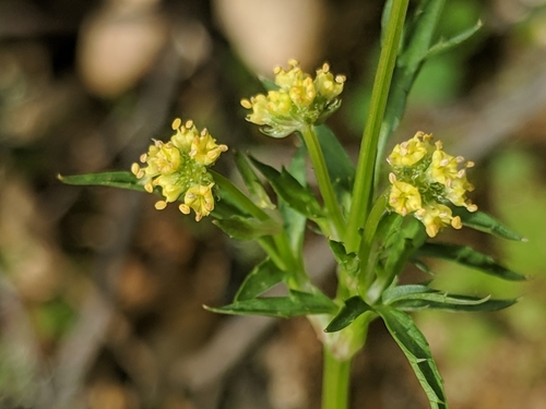 Sanicula bipinnata