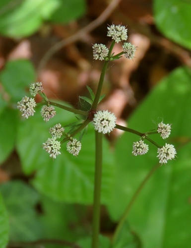 Sanicula europaea (Wood Sanicle) — photo