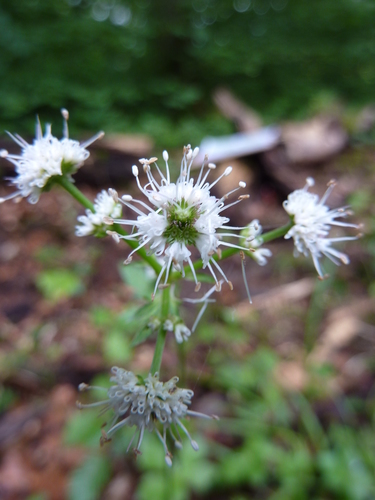 Sanicula europaea (Wood Sanicle) — photo