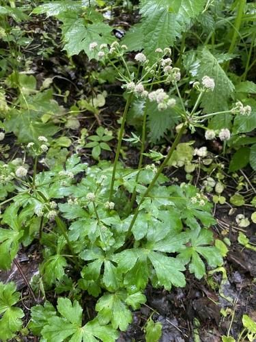Sanicula europaea
