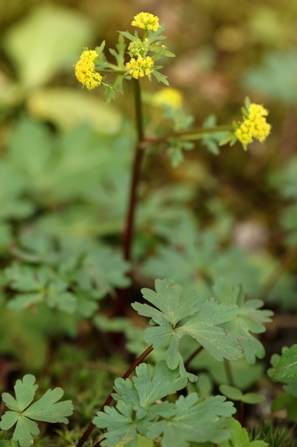 Sanicula graveolens (Cilantro silvestre) — photo