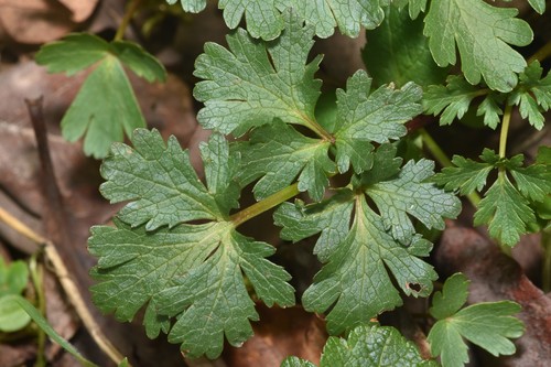 Sanicula graveolens (Cilantro silvestre) — photo