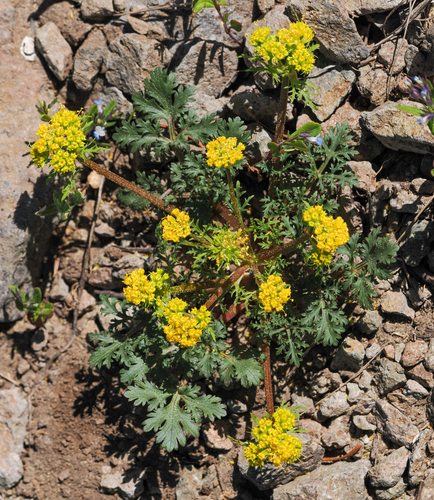 Sanicula graveolens