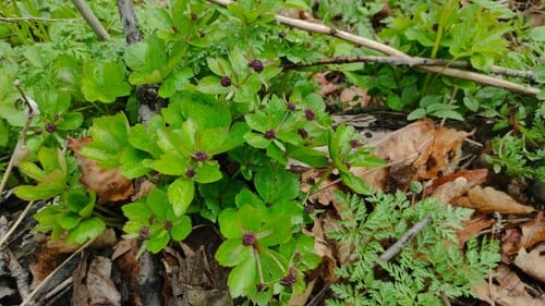 Sanicula rubriflora (Purple-flowered sanicle) — photo