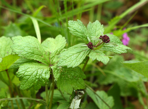 Sanicula rubriflora