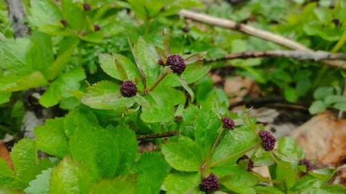 Sanicula rubriflora (Purple-flowered sanicle) — photo