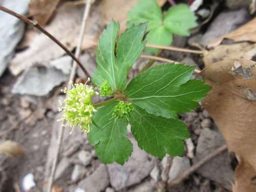 Sanicula tuberculata — photo