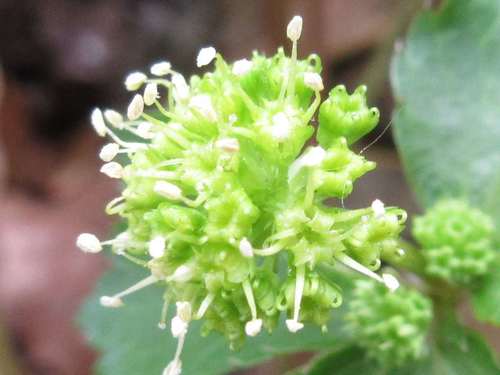 Sanicula tuberculata — photo