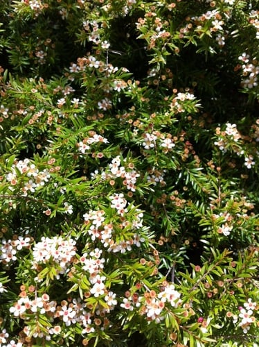 Sannantha virgata (Twiggy Heath Myrtle) — photo