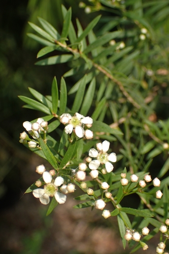 Sannantha virgata