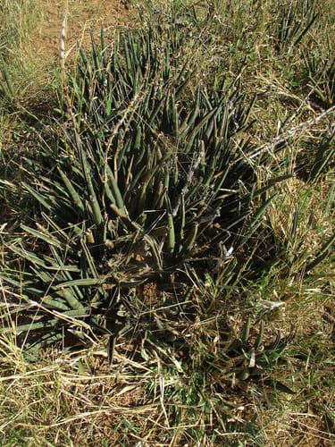 Sansevieria aethiopica (Bowstring hemp) — photo