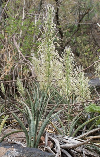 Sansevieria aethiopica