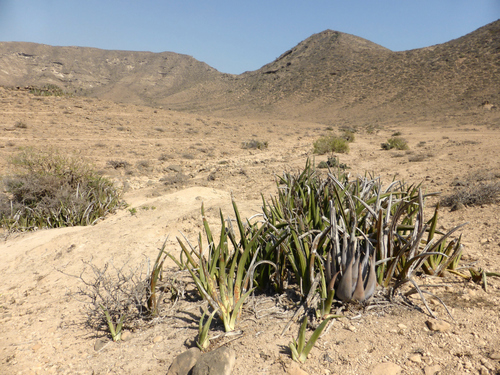 Sansevieria ehrenbergii