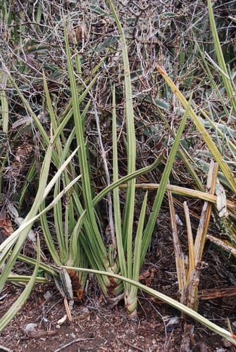Sansevieria ehrenbergii — photo