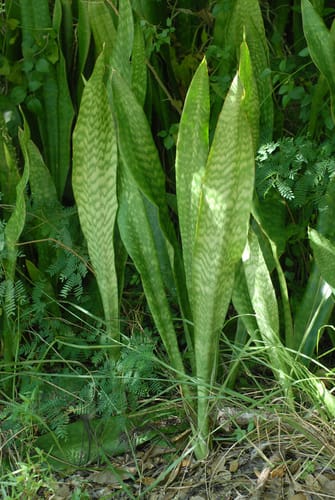 Sansevieria hyacinthoides (African bow string hemp) — photo