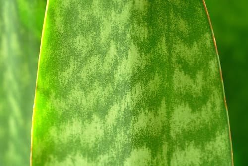Sansevieria hyacinthoides (African bow string hemp) — photo