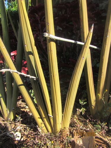 Sansevieria pearsonii — photo